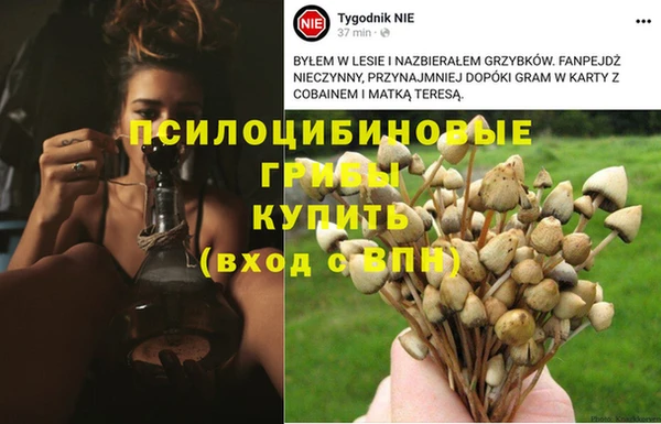 сатива Рославль
